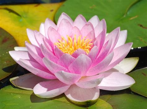 A Perfect Water Lily Flowervery Pale Pink Lily Flower Lotus