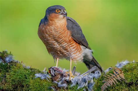 Welke Roofvogels Komen Er In Nederland Voor Max Vandaag