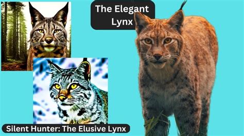 The Elegant Lynx Discovering The Silent Hunter And Elusive Predator