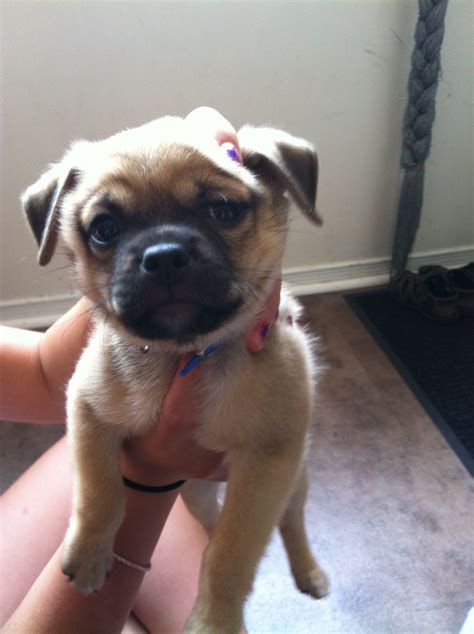 Pug Chihuahua Mix Puppies Been No Big E Journal Photogallery