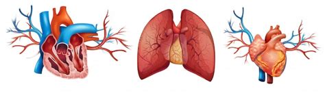 Corazón Y Pulmones Humanos Vector Premium