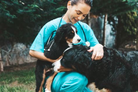 Diplomado En Reproduccion Y Neonatologia En Caninos Y Felinos
