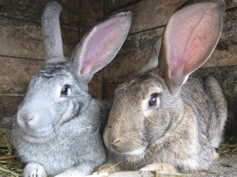 Raising Meat Rabbits Economically Countryside