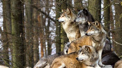 Wolf Pack Digital Download Printable Photograph 4  Sizes High