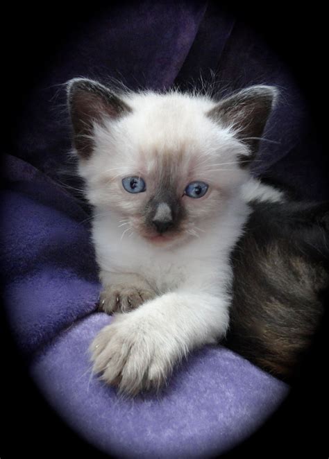 Sphynx kitten for sale, 100% health insurance, 10 weeks old and up to date of all shots. Katy's Kitten at 5 weeks old~ Ragdoll X | Kittens ♡ Cats ...