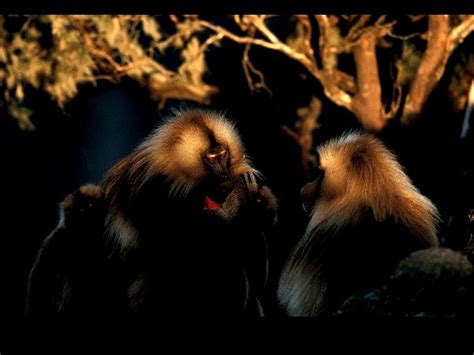 Monkey Animals Primate Background Free Best Images