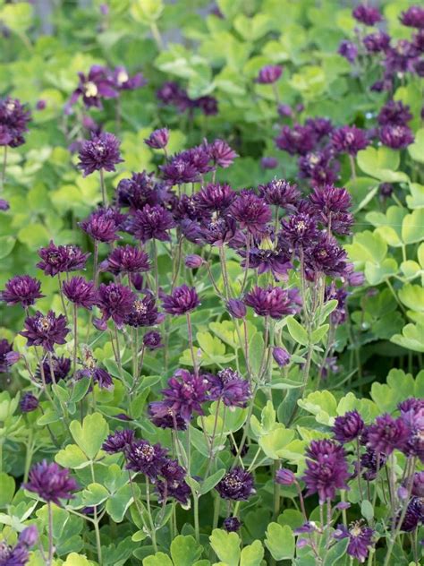 Resembling clematis flowers, aquilegia vulgaris 'clementine salmon rose' is a very pretty columbine with its bouquets of spurless double flowers facing upwards for a perfect display (1.5 in. Aquilegia vulgaris 'Clementine Dunkel Lila' (mit Bildern ...