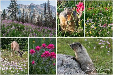 Wildflowers And Wildlife In Glacier National Park Montana Glacier