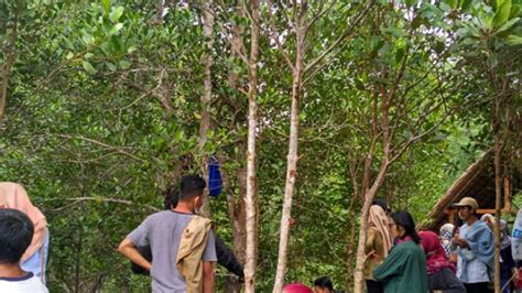 Apabila musim panas tiba, tanah rawa tersebut akan berubah menjadi lumpur. Pesona Kawasan Hutan Mangrove Paloh Jadi Daya Tarik ...