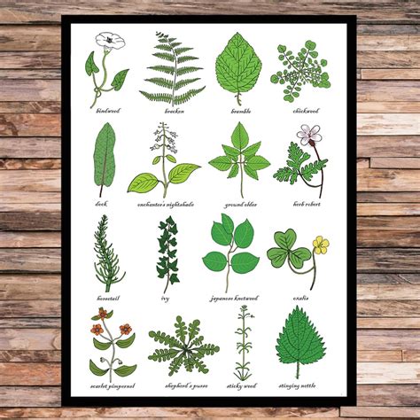 A3 Weeds Print Weed Identification Chart Horticulture Etsy Ireland