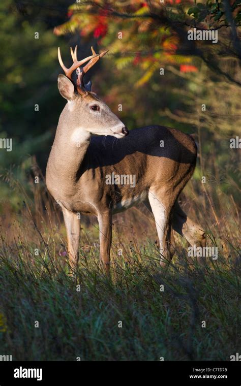 A Young Whitetail Deer Buck Looking To The Side Stock Photo Alamy