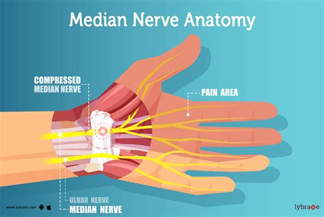 Median Nerve Anatomy