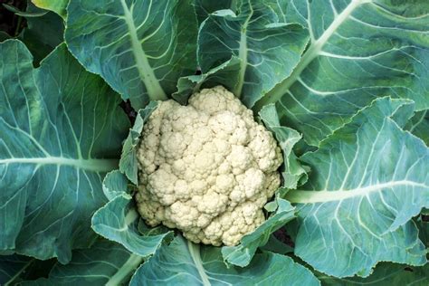 How To Grow Cauliflower In 10 Easy Steps Harvest Care Tips And More