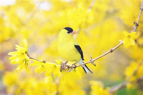 รูปภาพฟรี สปริงนก นก ฤดูใบไม้ผลิ สีเหลือง ต้นไม้ดอก ธรรมชาติ