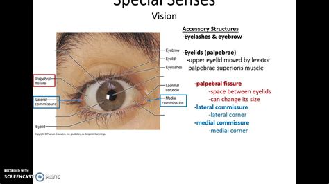 Human Anatomy Chapter 21 Special Senses Part 1 Youtube