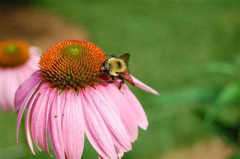 List of flowers that attract honey bees. Enemies to Bees: Pesticides and Hybridized Plants -The ...