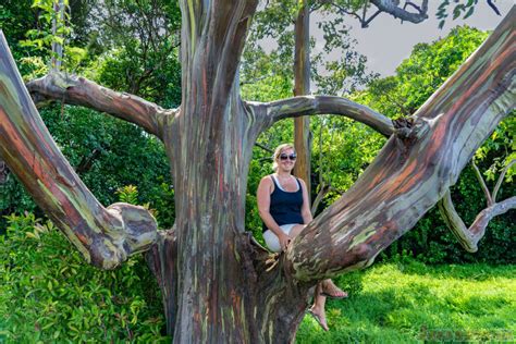 Road To Hana Rainbow Eucalyptus Trees Stop 3 Photos