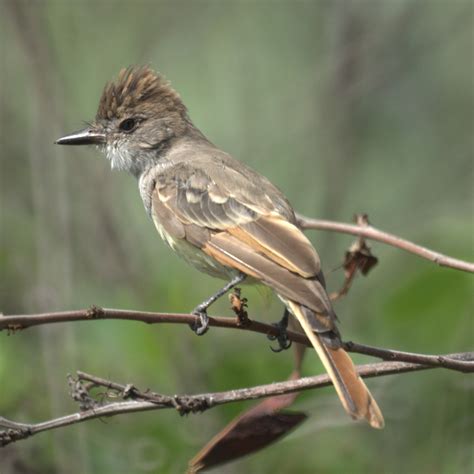 Maybe you would like to learn more about one of these? Ash-throated Flycatcher | Riverside, CA | Mike's Birds ...