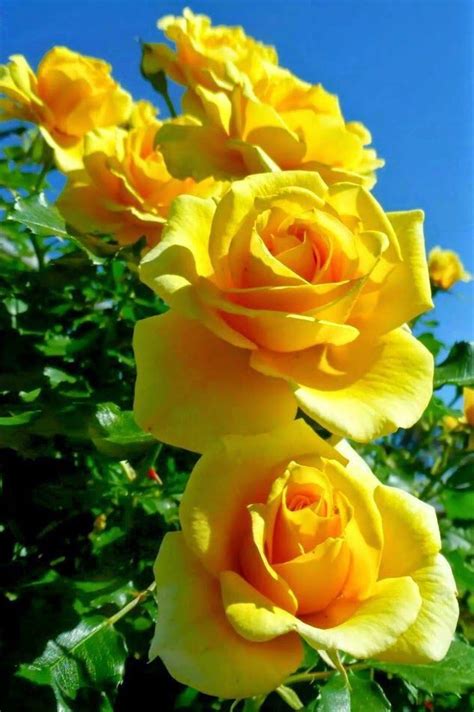 Natural Yellow Roses Beautiful Roses Yellow Roses Pretty Flowers