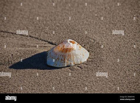Atlantic Limpet Hi Res Stock Photography And Images Alamy