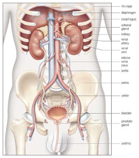 The human digestive system consists primarily of the digestive tract, or the series of structures and organs. Are The Kidneys Located Inside Of The Rib Cage / Kidney Pain and Location - Stones and Vs Back ...