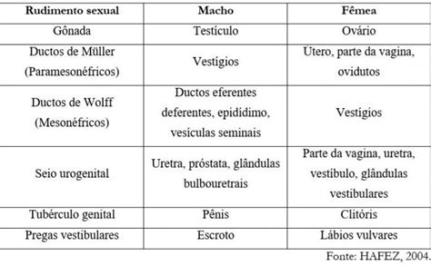 Tabela Destino Em Desenvolvimento Dos Rudimentos Sexuais Dos Fetos