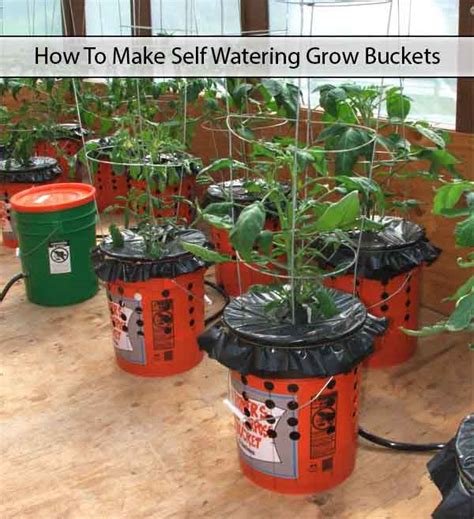 Diy Self Watering Alaska Grow Buckets The Prepared Page
