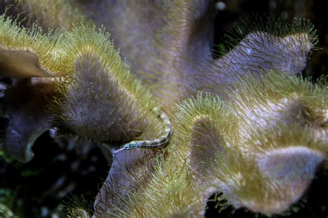 Free Images Water Ocean Underwater Flora Fauna Coral Reef