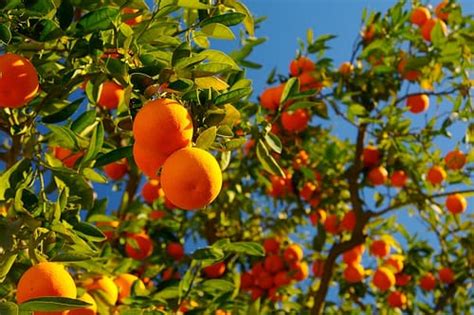 Todo Lo Que Debes Saber Sobre El Naranjo Arboles Frutales