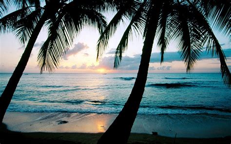 Sunset Beach Palm Tree Background