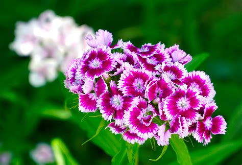 What Are the Easiest to Grow Annual Flowers for Your Garden?