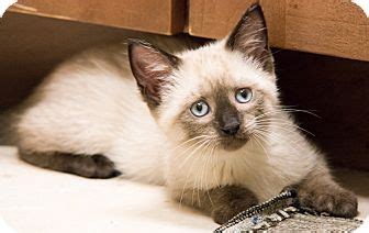 Every animal is unique, and because our cats and kittens are cared for in private homes, we feel we truly get to know. Lucette | Adopted Kitten | Chicago, IL | Siamese