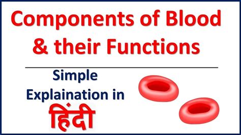Humans have 4 components of blood as white blood cells, red blood cells, platelets and blood plasma. The Components of Blood and Their Functions | Bhushan ...