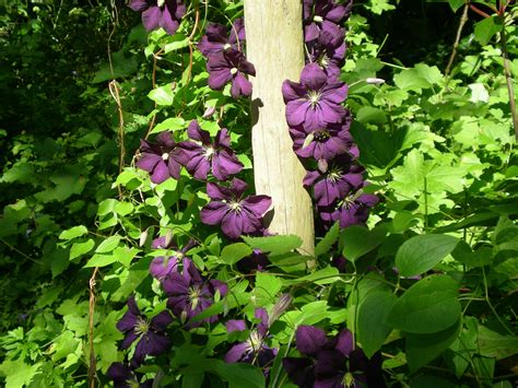 If you have any heart issues, you should avoid this flower as it contains oils that can be very dangerous to those with existing problems. Clematis Belle Etoile | Clematis, Plants, Flowers