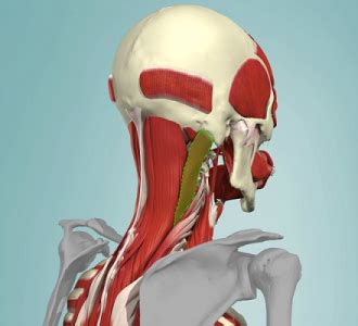 Longissimus Capitis - Physiopedia