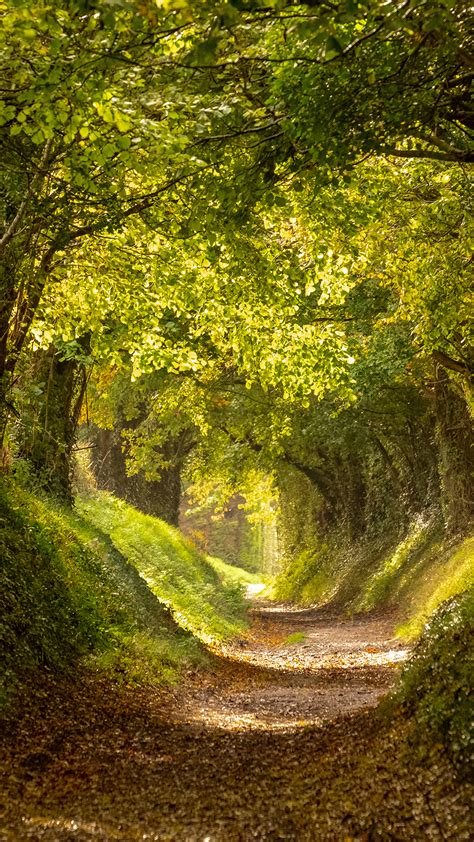 Halnaker Tree Tunnel With Sunlight Shining In West Sussex England Uk