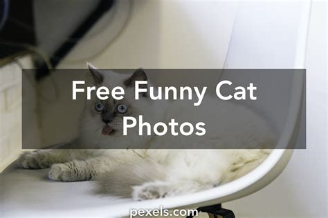 1000 Engaging Funny Cat Photos · Pexels · Free Stock Photos