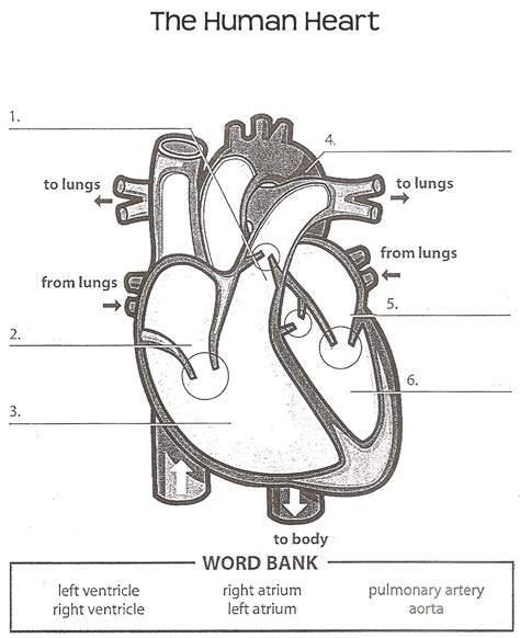 Human Heart Worksheet For Kids Worksheet Now