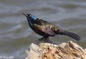 Common Grackle South Dakota Birds And Birding