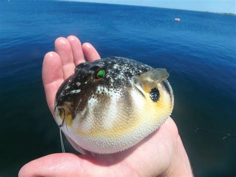 Ani Iniş Tatlı Izle Puffer Fish Edible Tel Beslenme Oyun Alanı