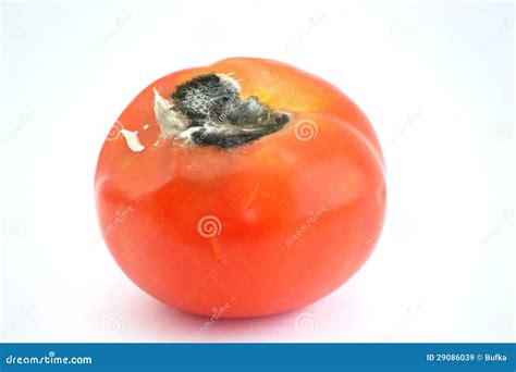 Old Moldy Tomato Unhealthy And Disgusting Vegtable Royalty Free Stock