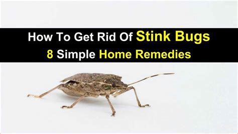 How To Get Rid Of Stink Bugs In Home Stink Bugs Remedies Home Remedies