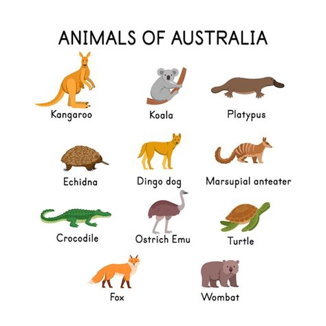 Premium Vector Animals Of Australia Kangaroo Koala Platypus Echidna