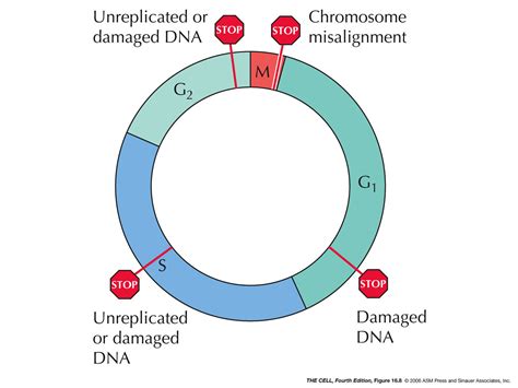 Cell Cycle Checkpoints