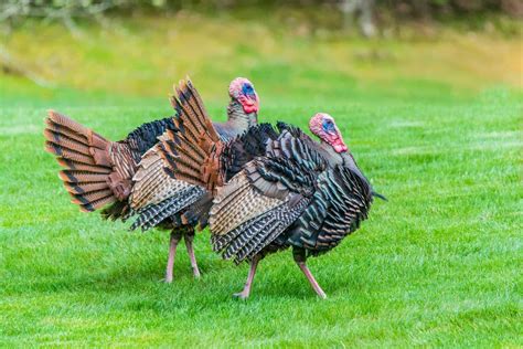 turkey farming 15 things you should look for