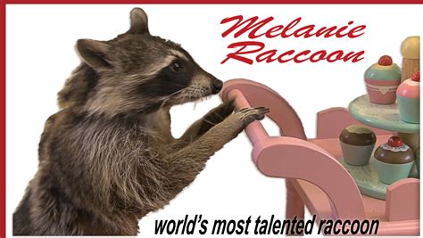 Melanie The Worlds Most Talented Raccoon Vsitv