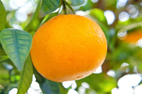 Ponkan Mandarin Orange ポンカン Orange Mandarin Orange Citrus