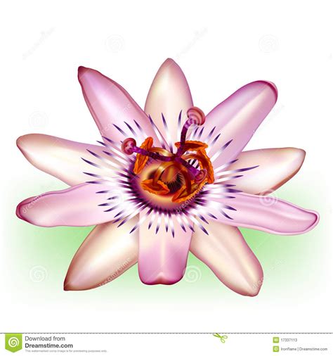 Passiflora Clipart 20 Free Cliparts Download Images On Clipground 2023