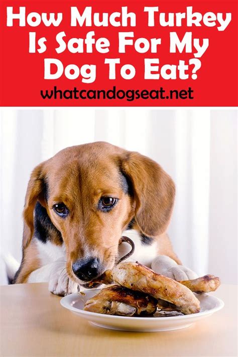 How much zucchini a dog can have will depend on the size of the breed, for example, a large breed could be consuming four times the amount of food as a smaller breed. How much turkey is safe for my dog to eat? | Can dogs eat ...