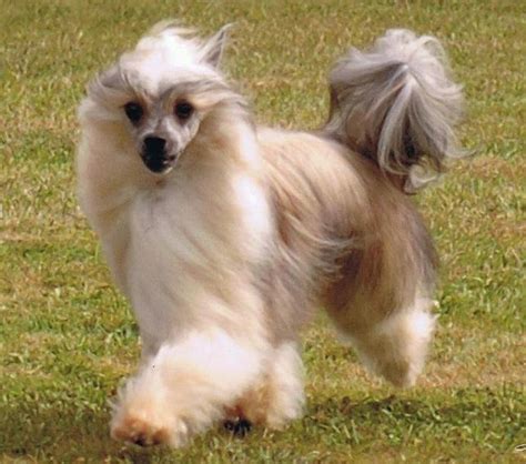 29 Best Chinese Crested Powderpuff Images On Pinterest